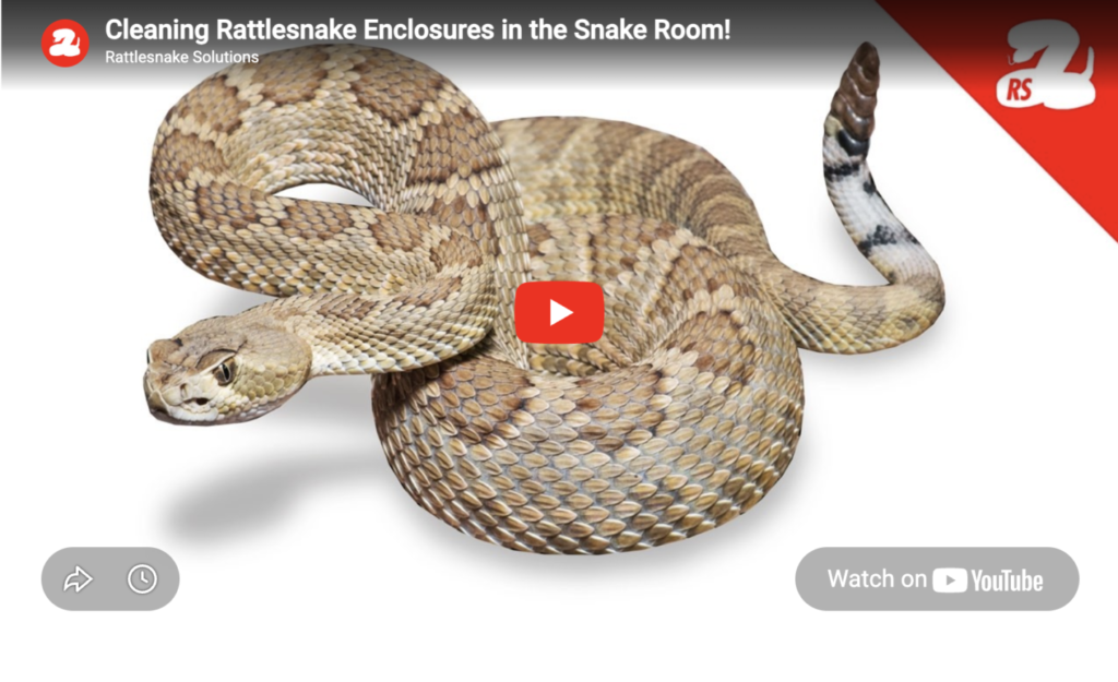 Cleaning Rattlesnake Enclosures in the Snake Room!